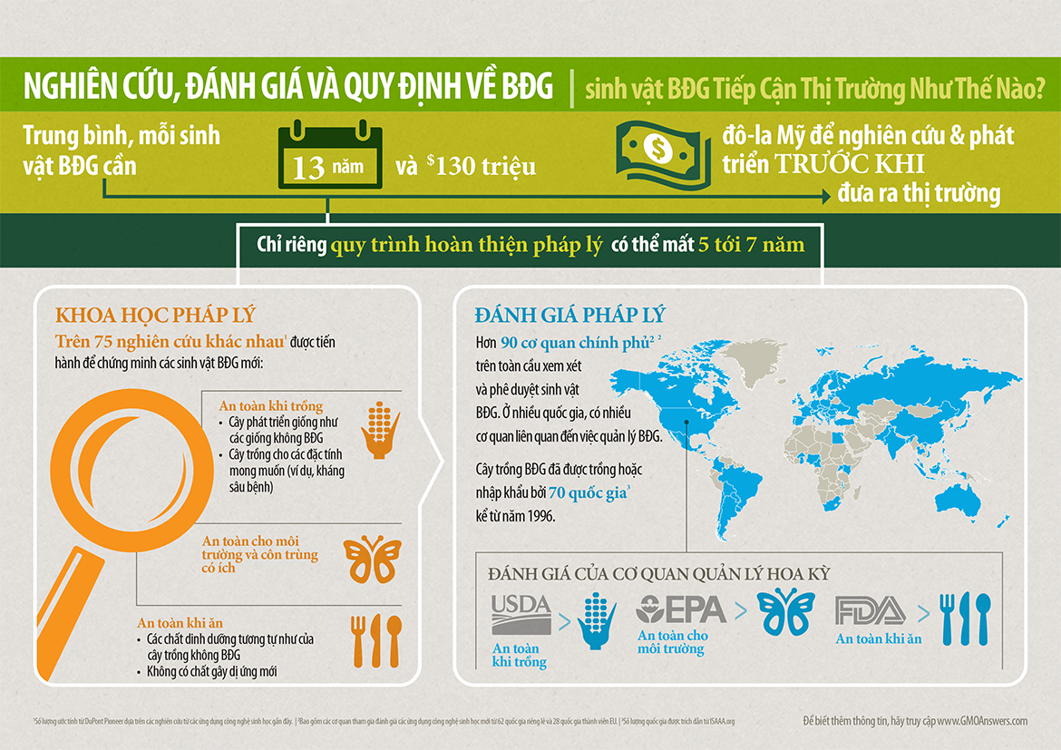 infographic nghien cuu danh gia va quy dinh ve sinh vat bien doi gen 2