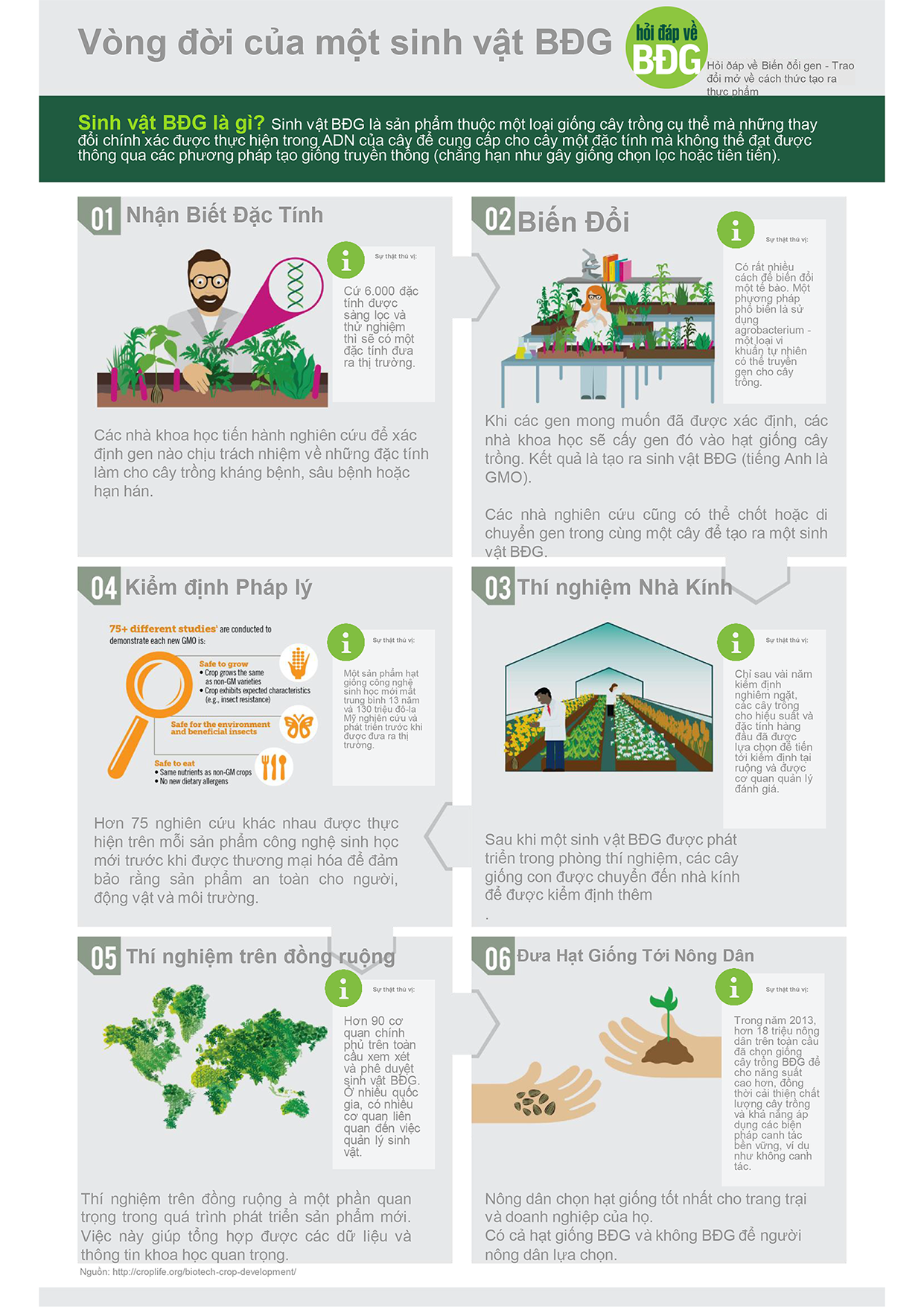 infographic vong doi cua sinh vat bien doi gen 2