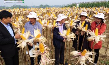 Ngô biến đổi gen  – Thêm giải pháp giúp nông dân nâng cao thu nhập và cải thiện thói quen canh tác theo hướng bền vững