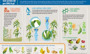 Infographic: Thực phẩm biến đổi gen là gì?