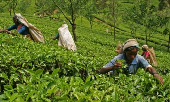 Sri Lanka – Ngành Chè thống nhất kêu gọi dỡ bỏ lệnh cấm sử dụng glyphosate